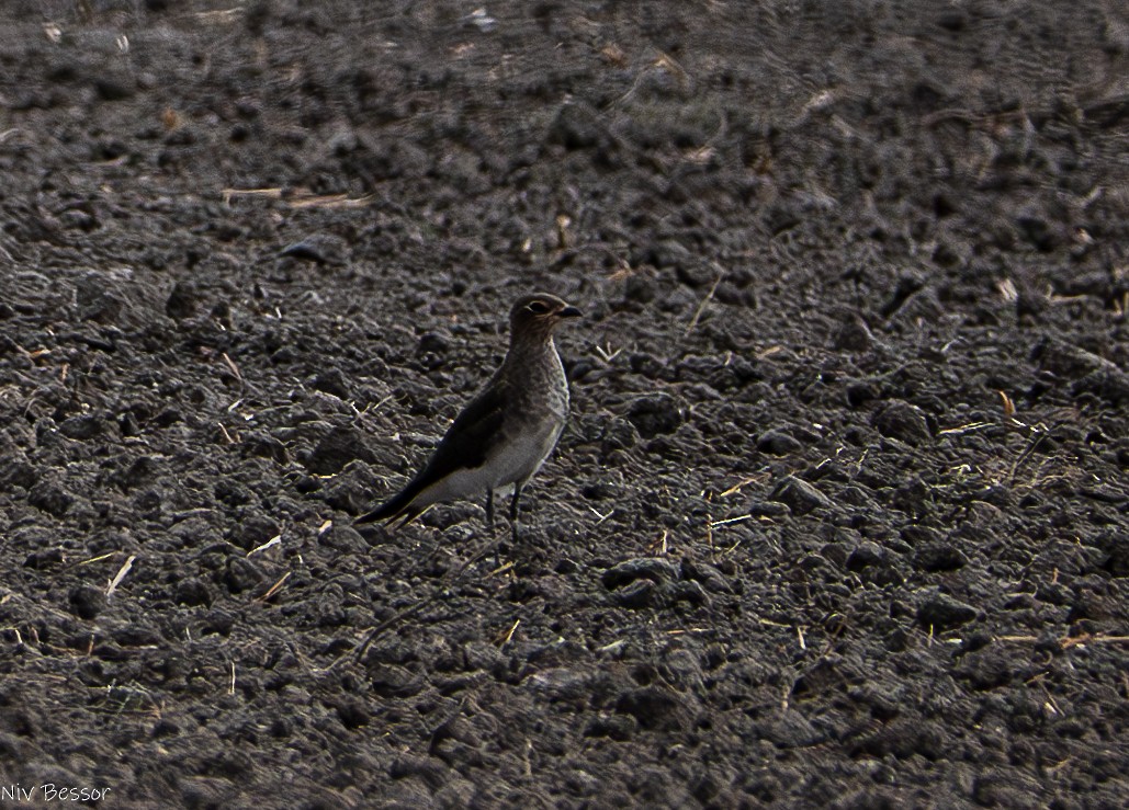 Black-winged Pratincole - ML624114986