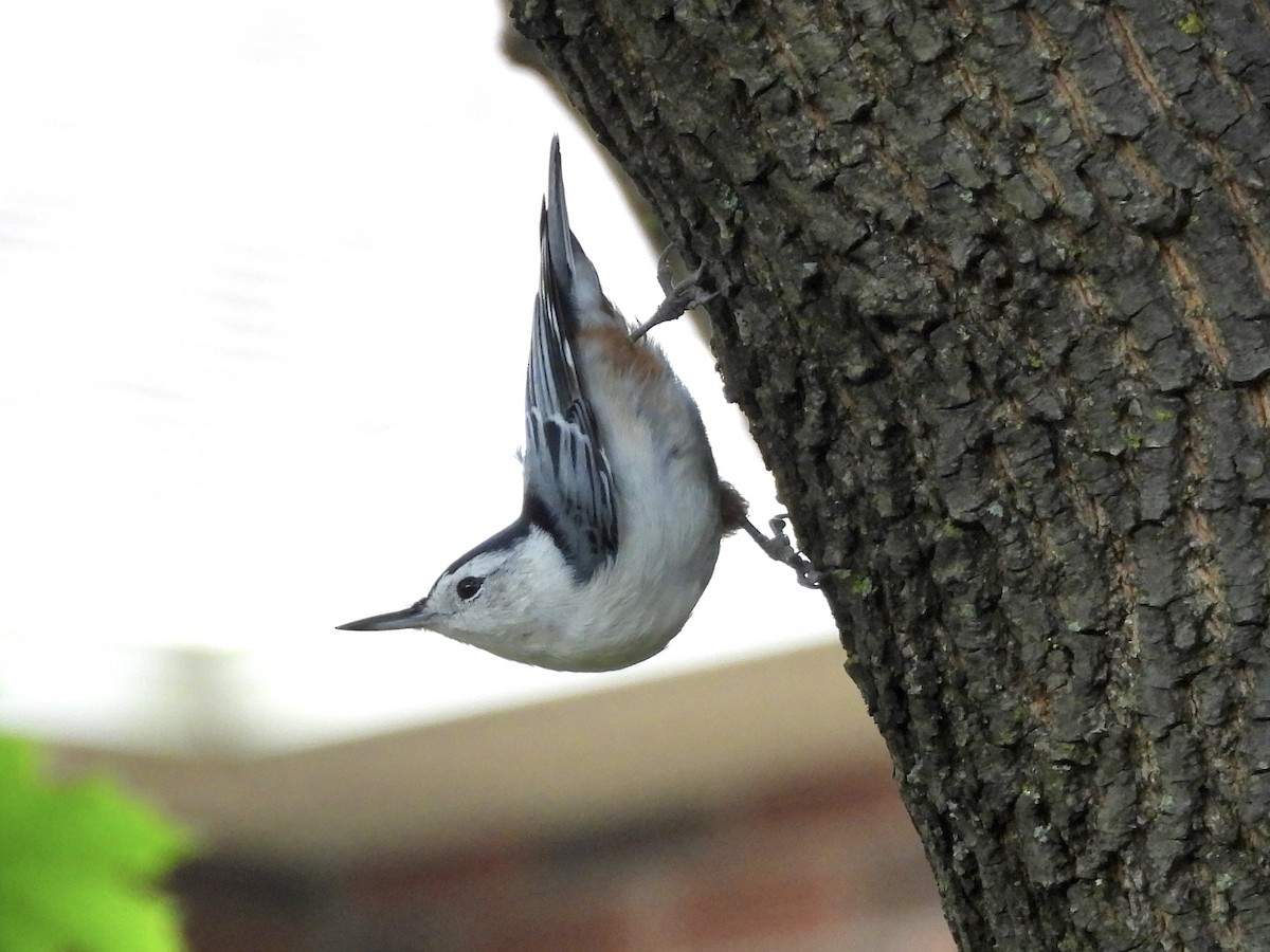 White-breasted Nuthatch - ML624114989