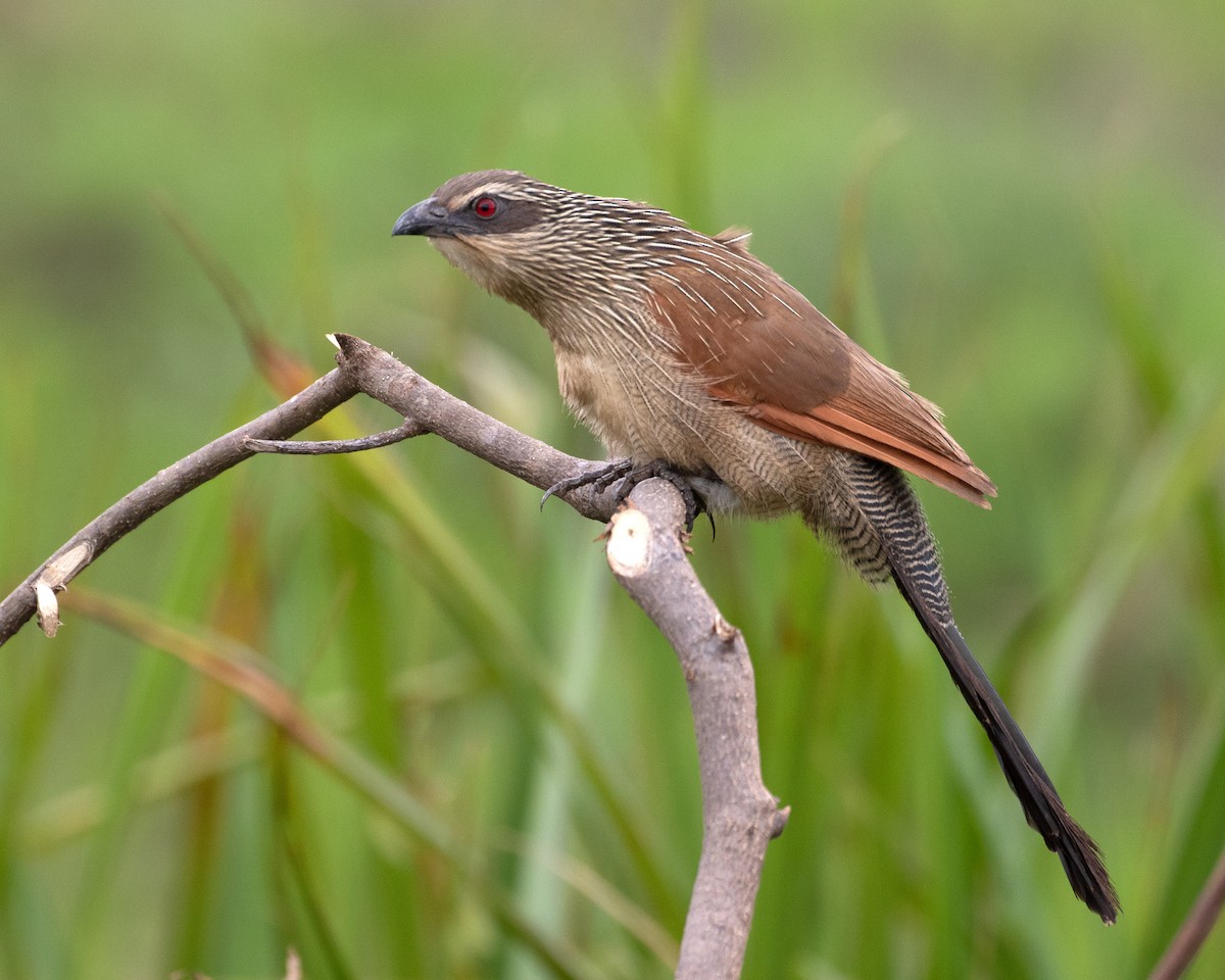 White-browed Coucal - ML624114990