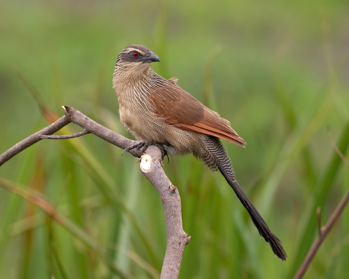 White-browed Coucal - ML624114991