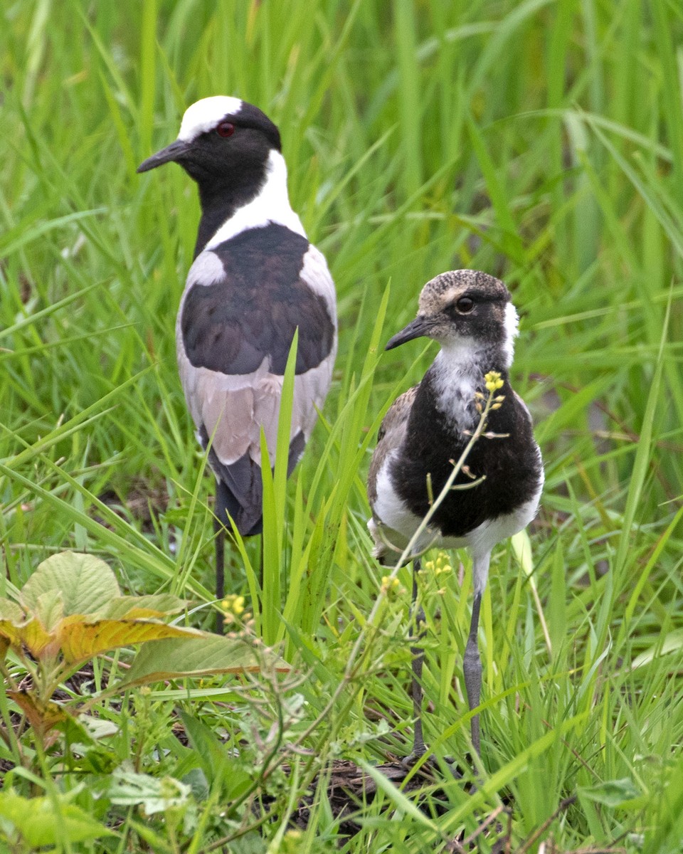 Blacksmith Lapwing - ML624114997