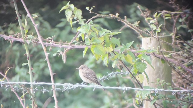 Spotted Flycatcher - ML624115002