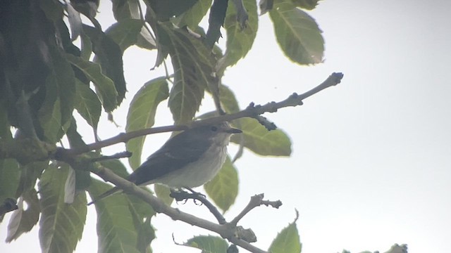 Spotted Flycatcher - ML624115004