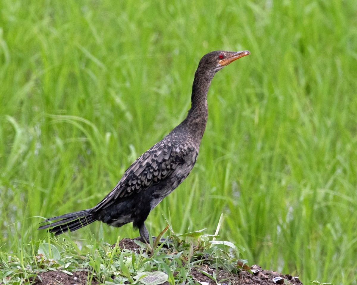 Long-tailed Cormorant - Don Marsh