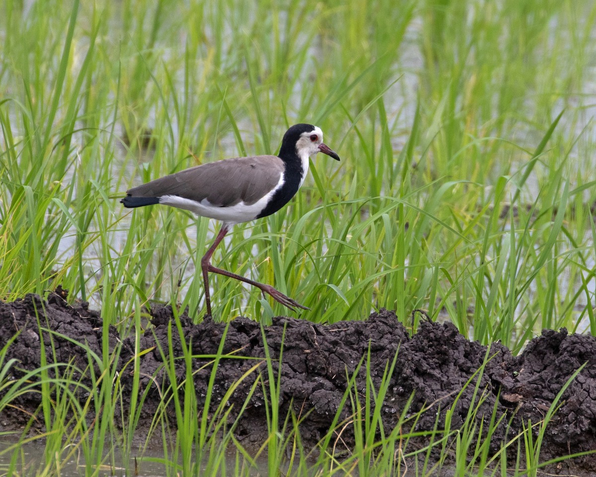 Long-toed Lapwing - Don Marsh