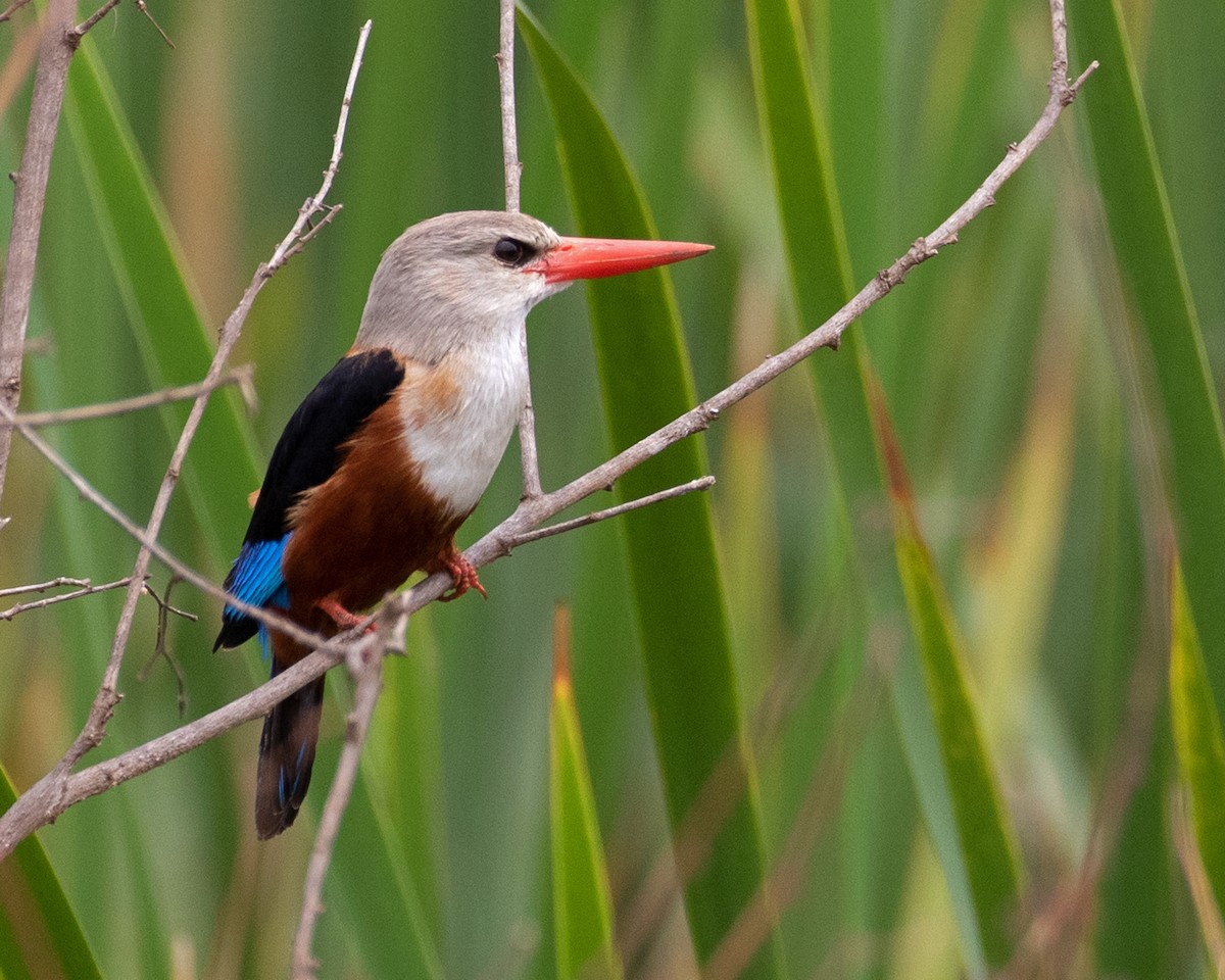 Gray-headed Kingfisher - ML624115035