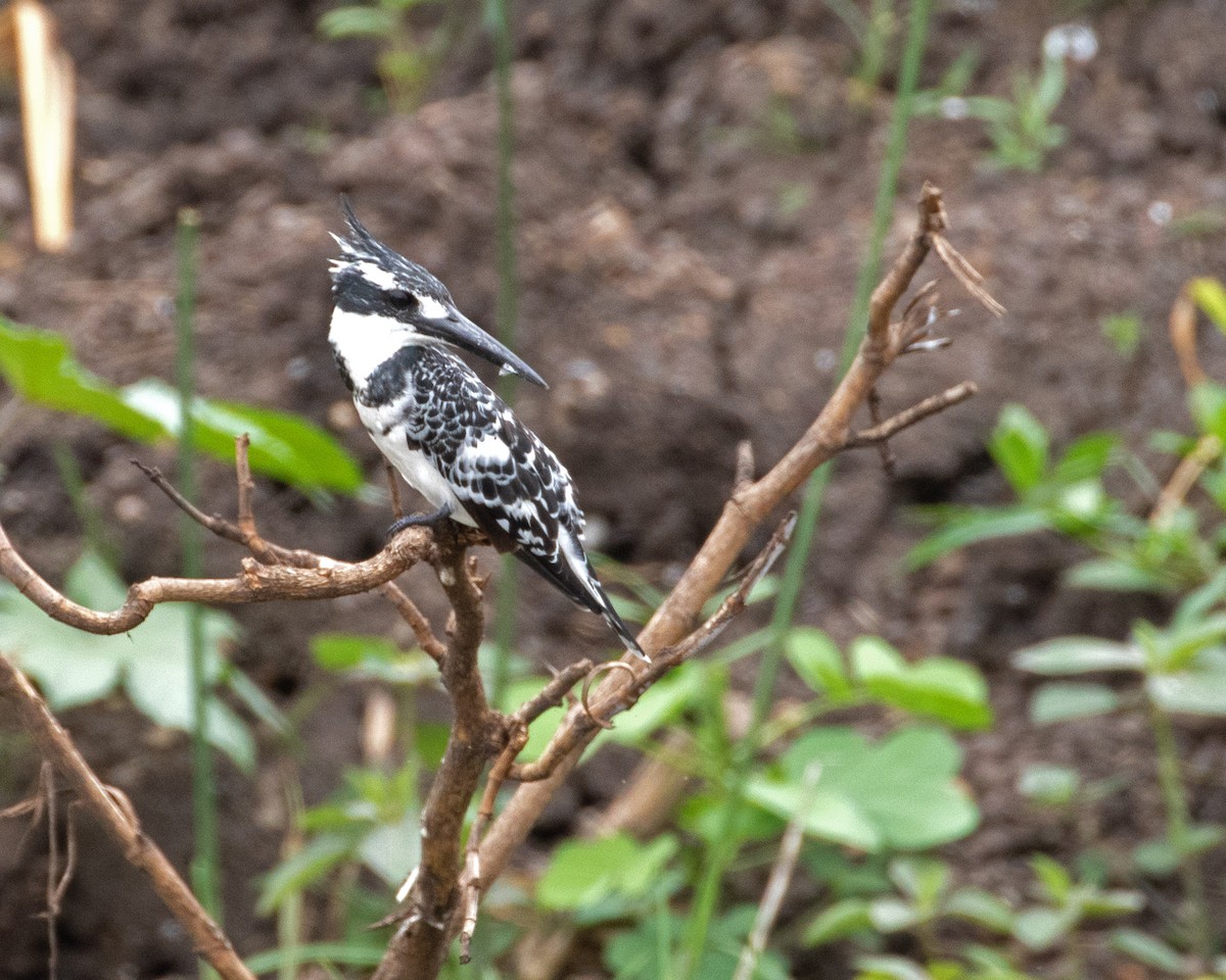 Pied Kingfisher - ML624115045