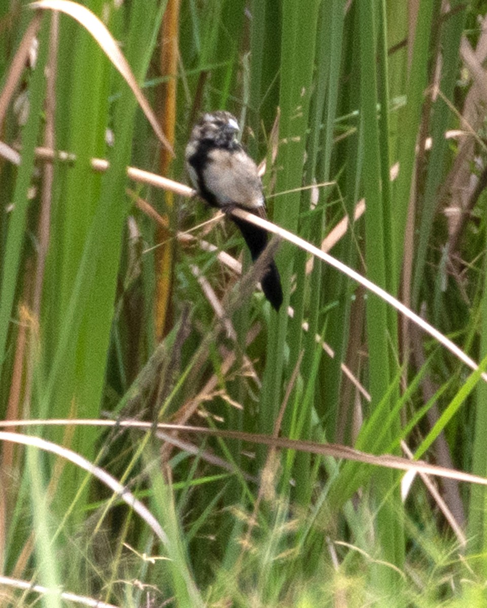 White-winged Widowbird - ML624115055