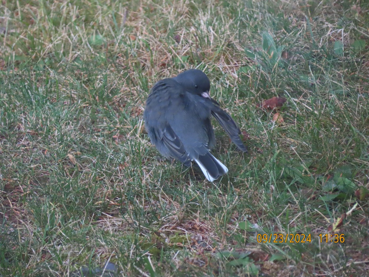 Dark-eyed Junco - ML624115056