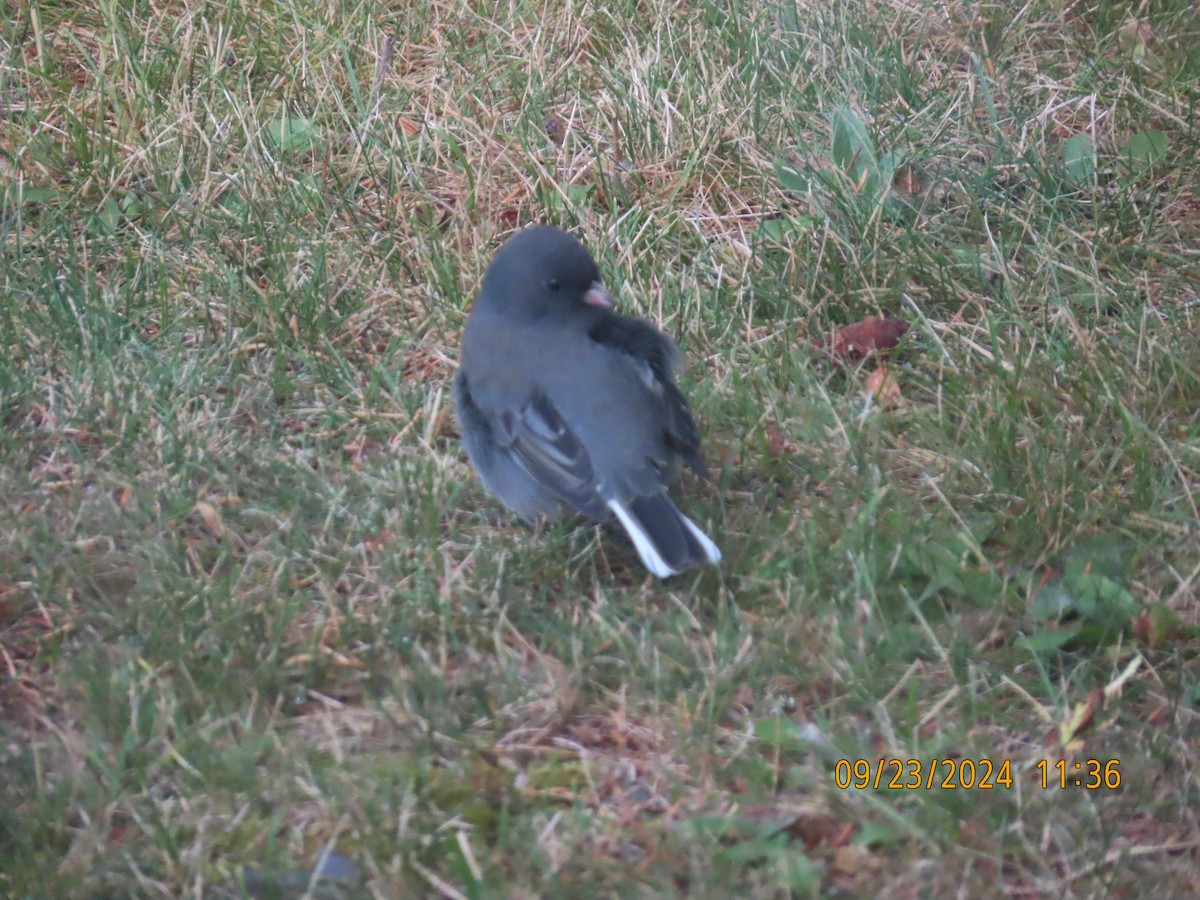 Dark-eyed Junco - gabrielle jastrebski