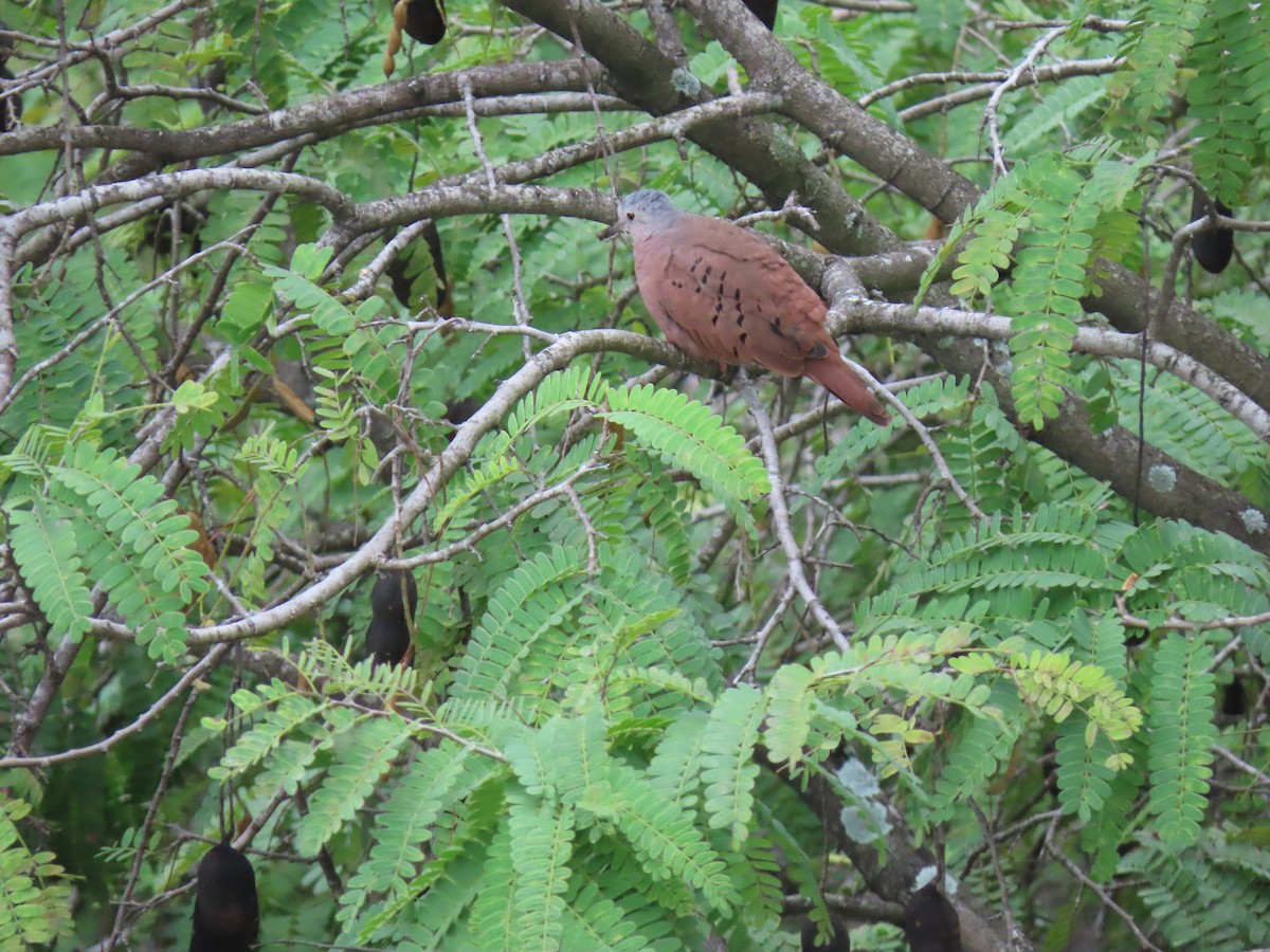 Ruddy Ground Dove - ML624115060