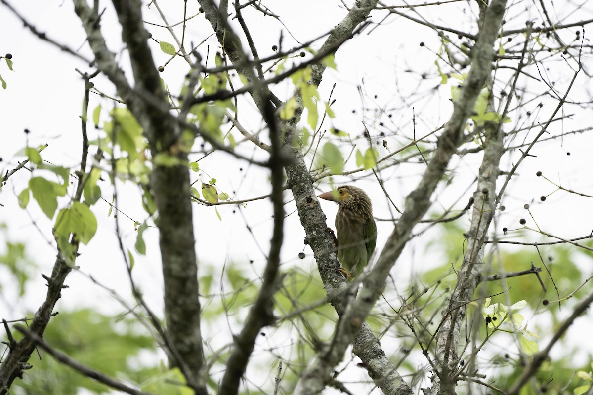 Braunkopf-Bartvogel - ML624115070