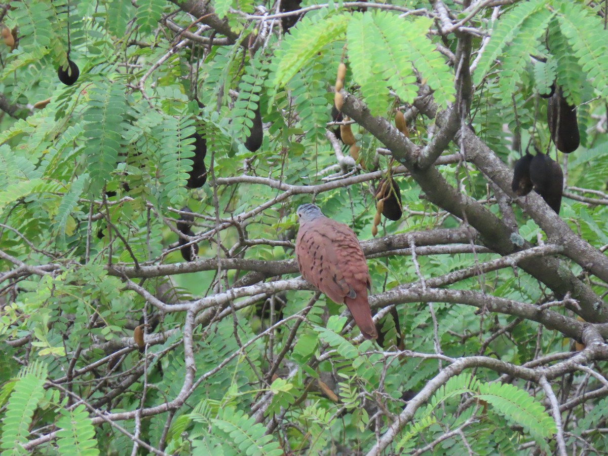 Ruddy Ground Dove - Joelma Mesquita