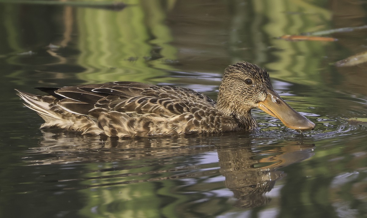 Northern Shoveler - ML624115072