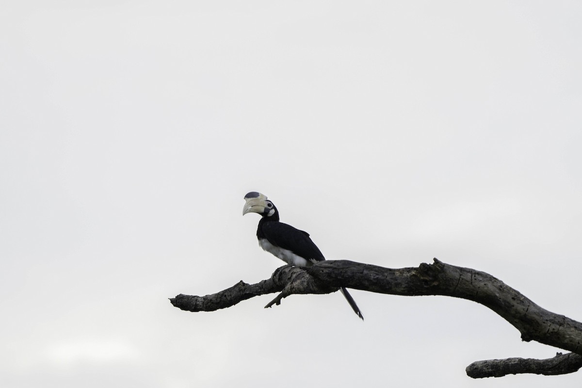 Malabar Pied-Hornbill - Minudika Malshan