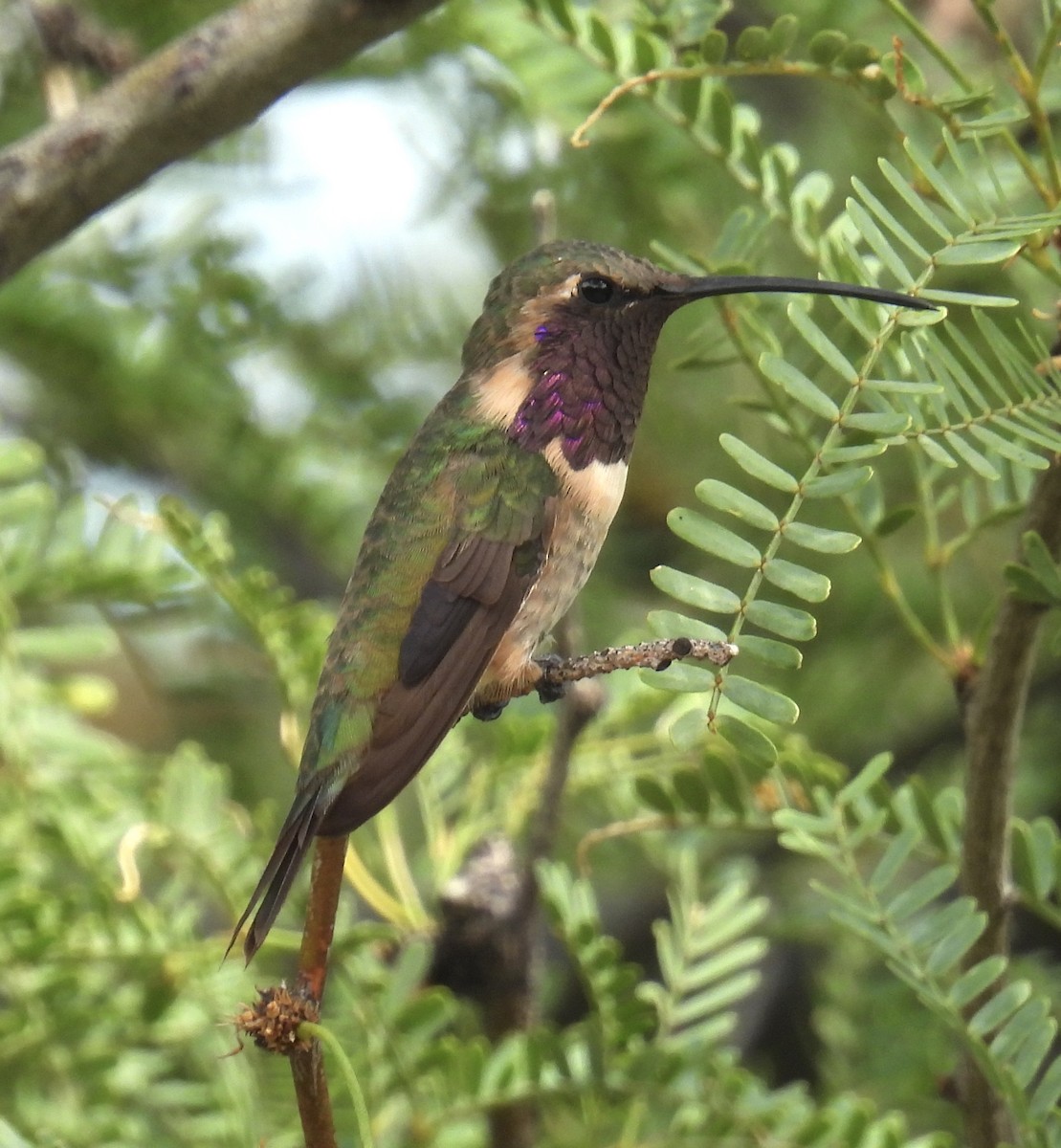 Lucifer Hummingbird - ML624115079
