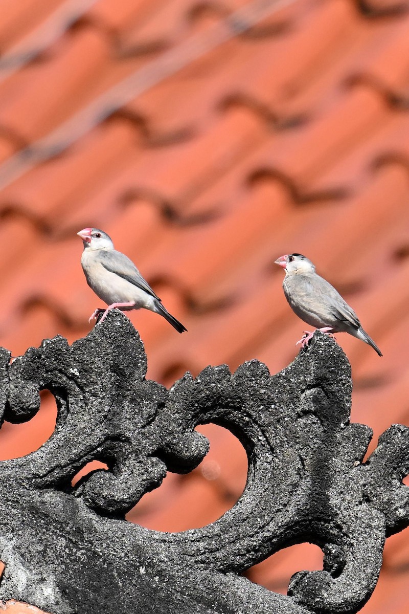 Java Sparrow - ML624115084