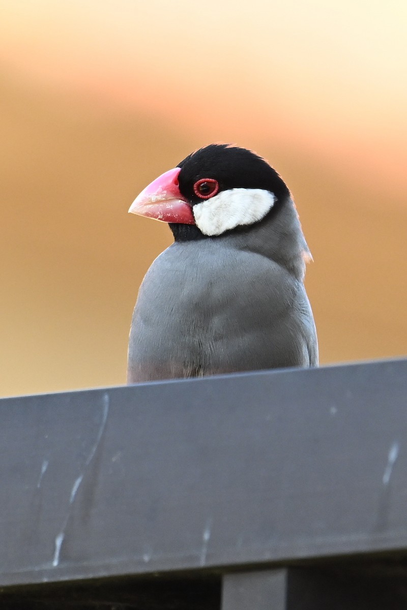 Java Sparrow - ML624115085