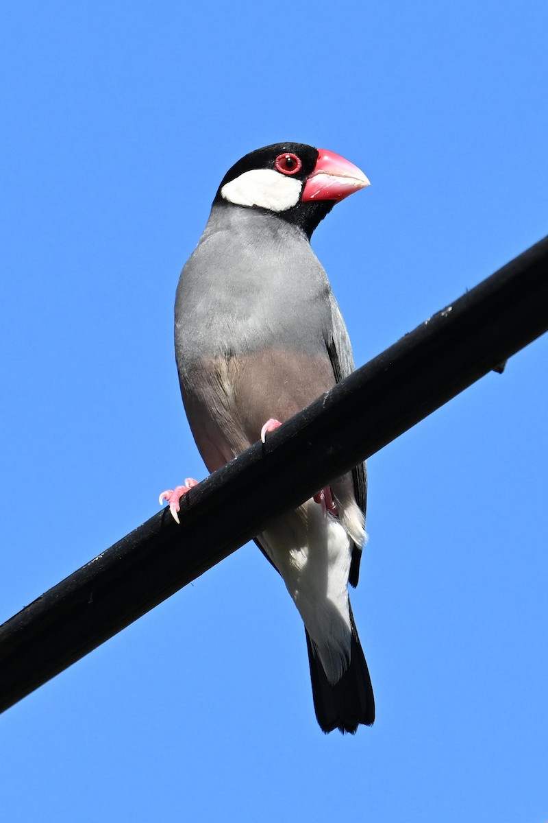 Java Sparrow - ML624115086