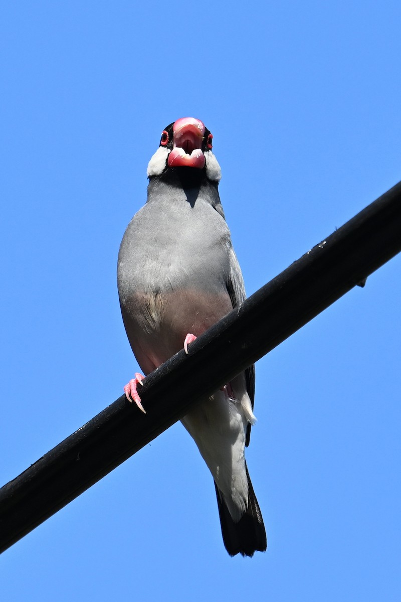 Java Sparrow - ML624115087