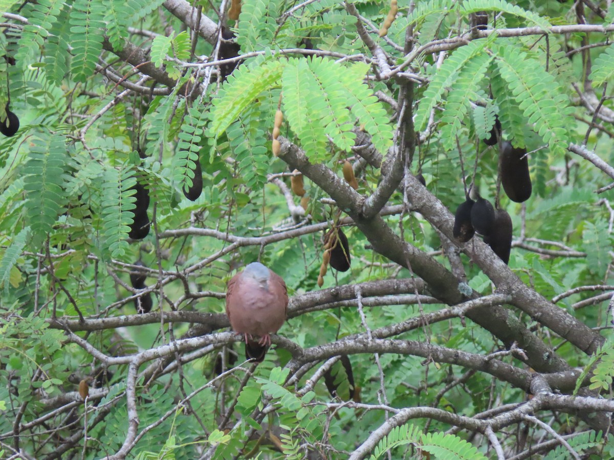 Ruddy Ground Dove - ML624115088