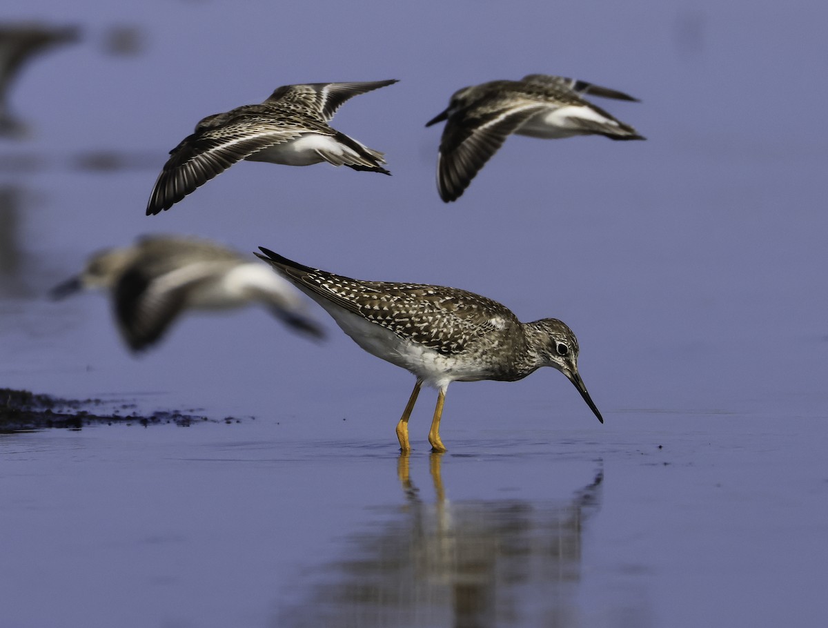 Lesser Yellowlegs - ML624115091