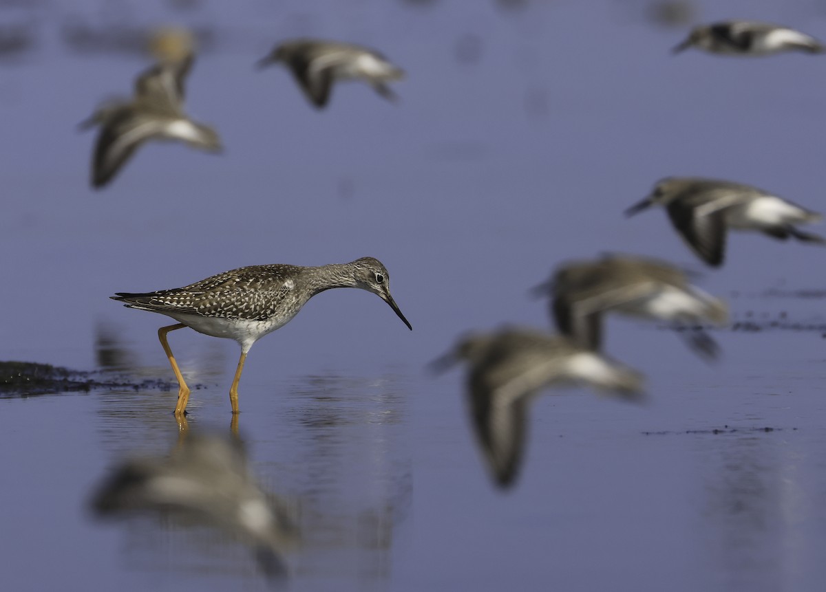 Lesser Yellowlegs - ML624115092