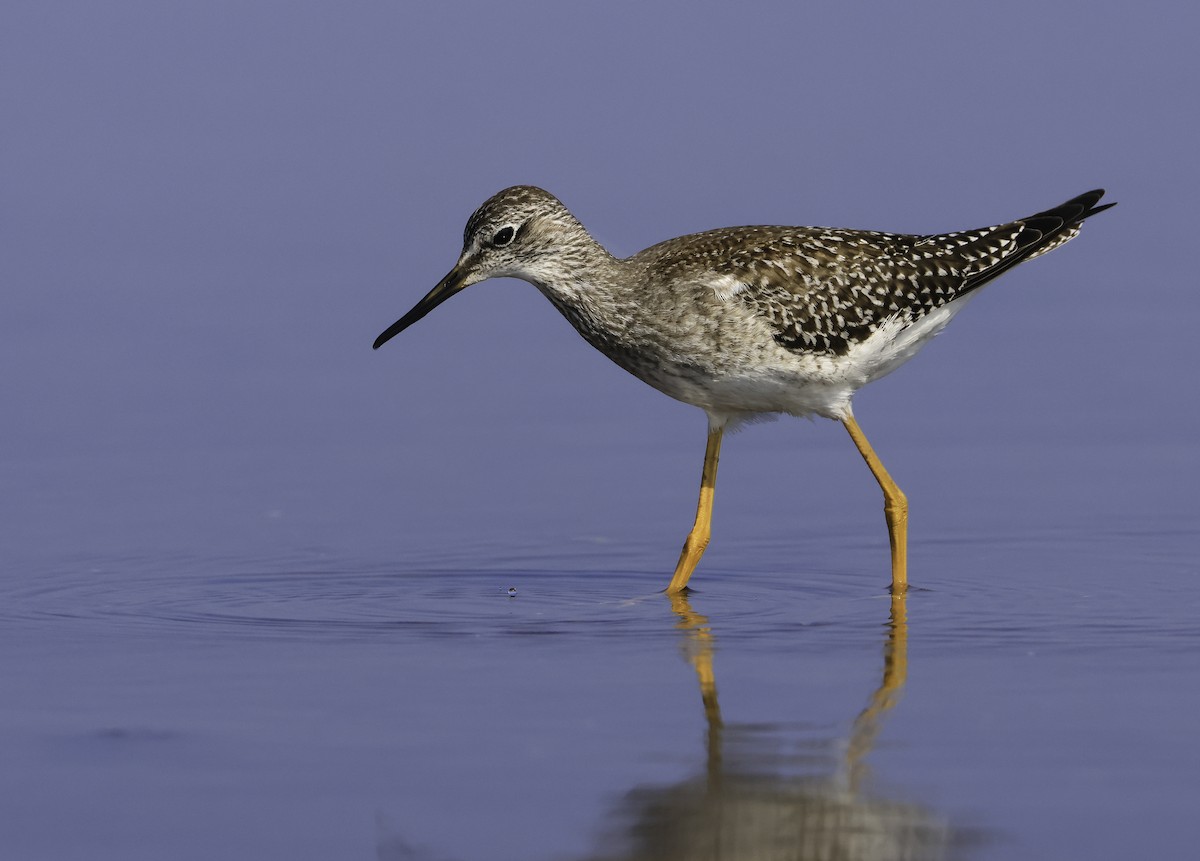 Lesser Yellowlegs - ML624115093