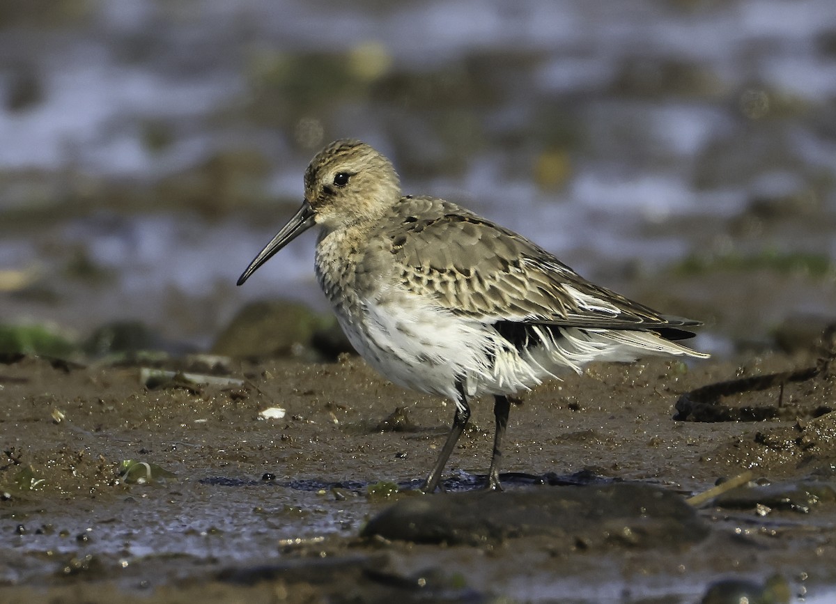 Dunlin - ML624115108