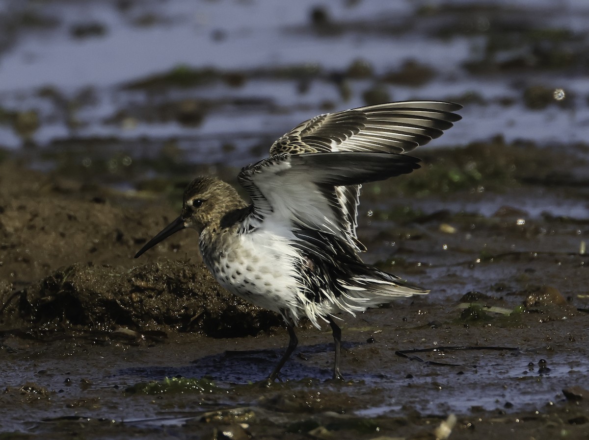 Bécasseau variable - ML624115109