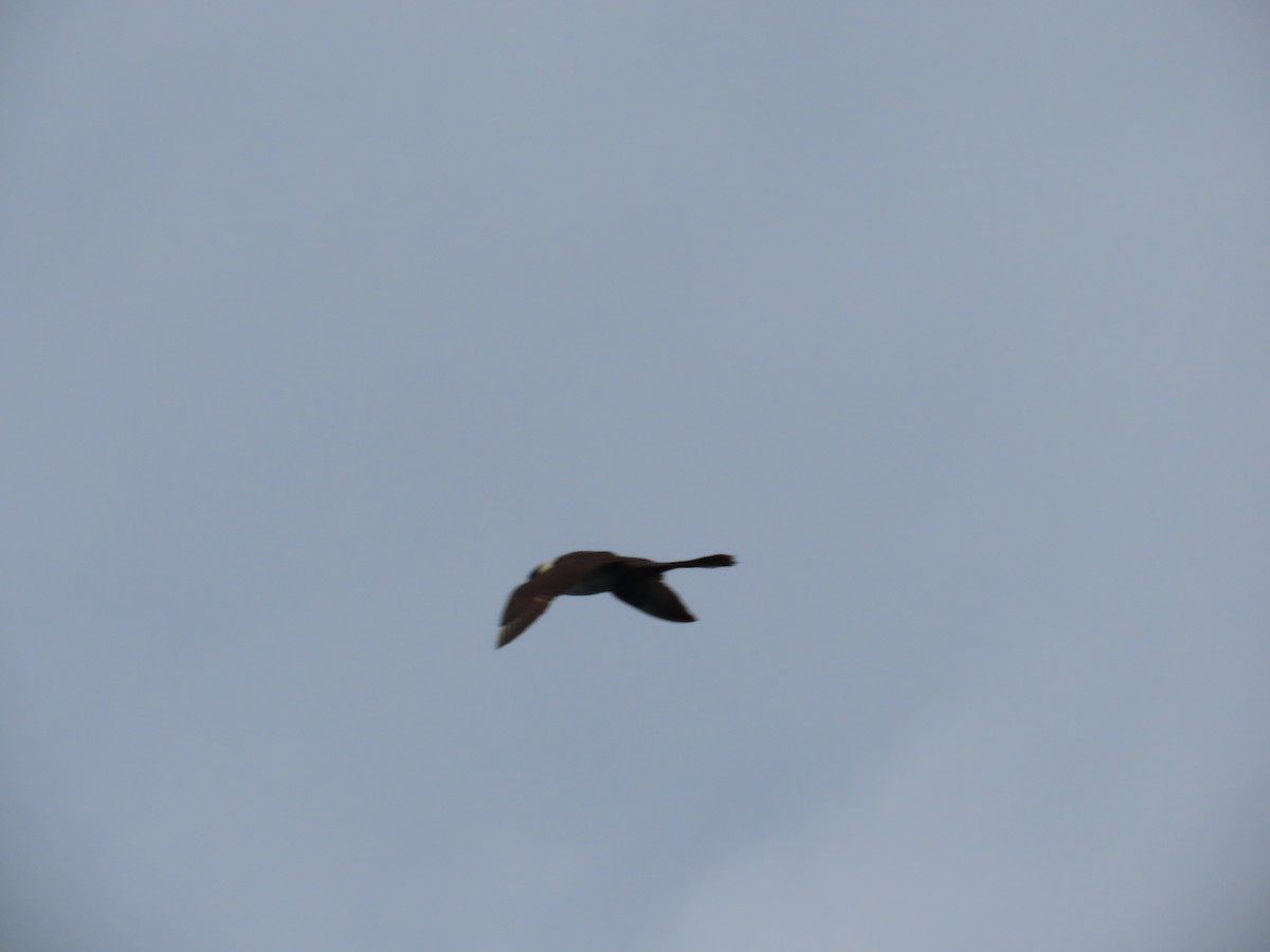 Pomarine Jaeger - Suzanne Beauchesne