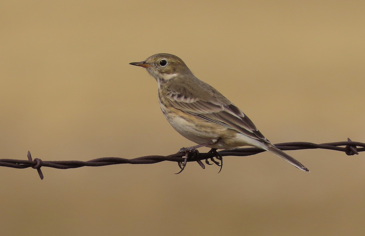 American Pipit - John Parker