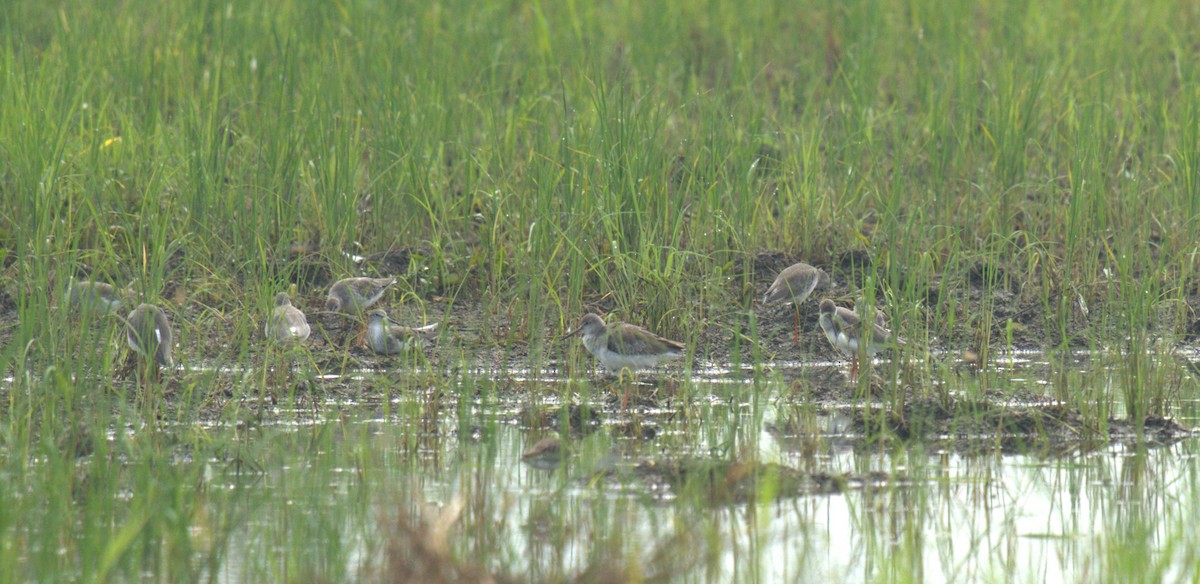 Common Redshank - ML624115134