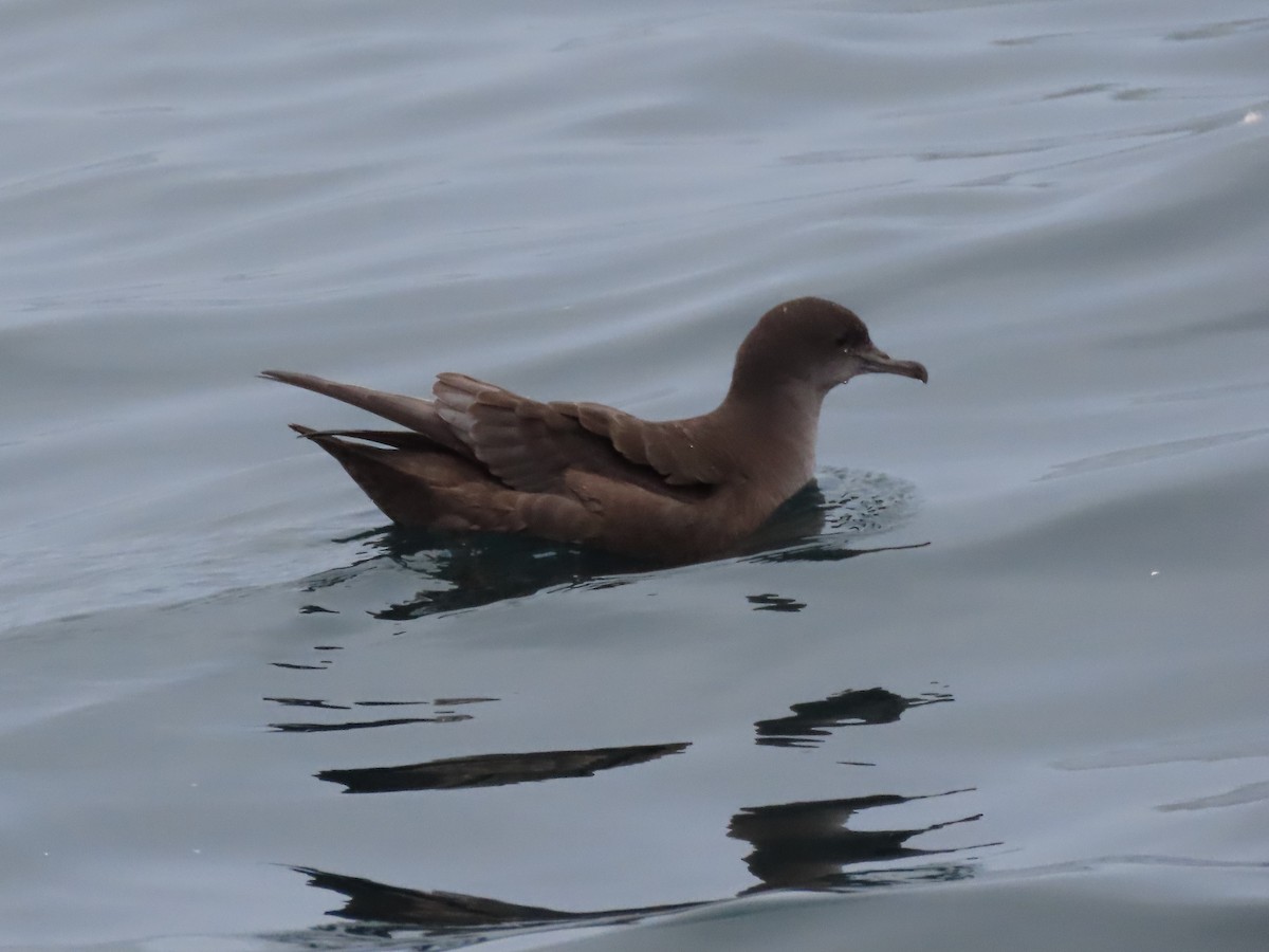 Sooty Shearwater - Suzanne Beauchesne