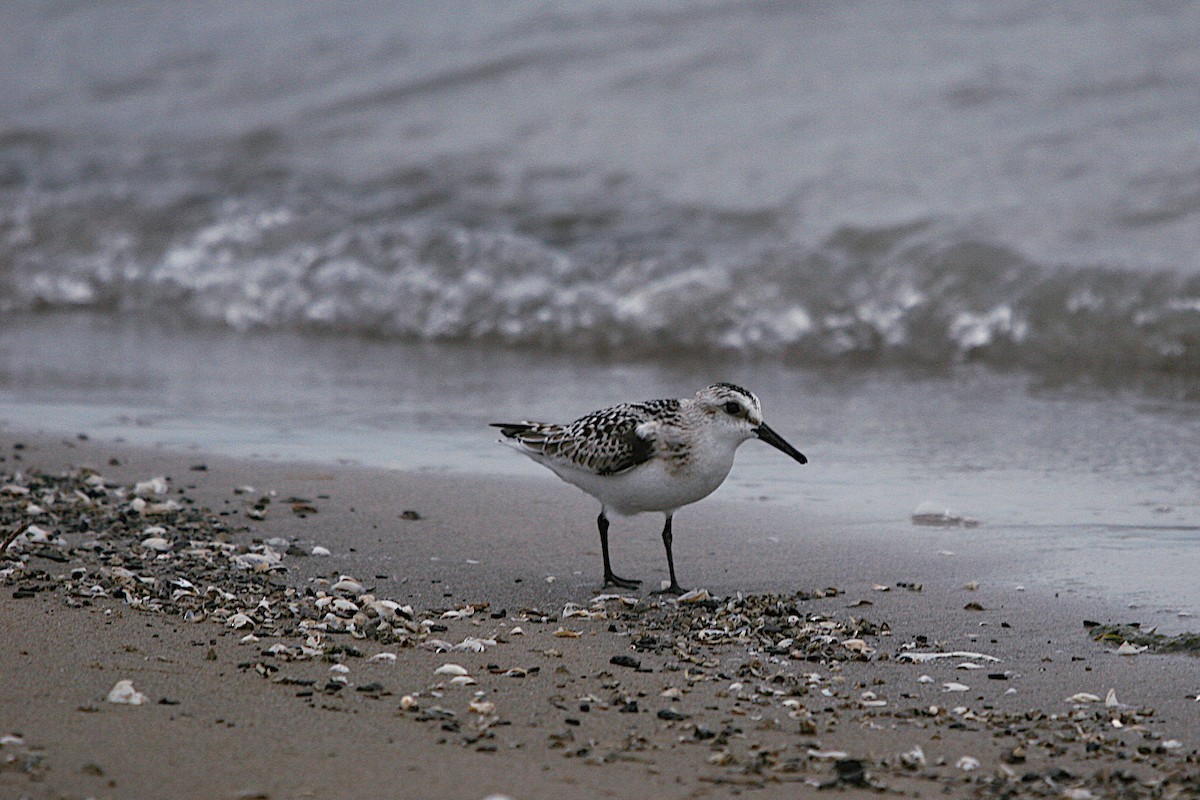 Sanderling - ML624115141