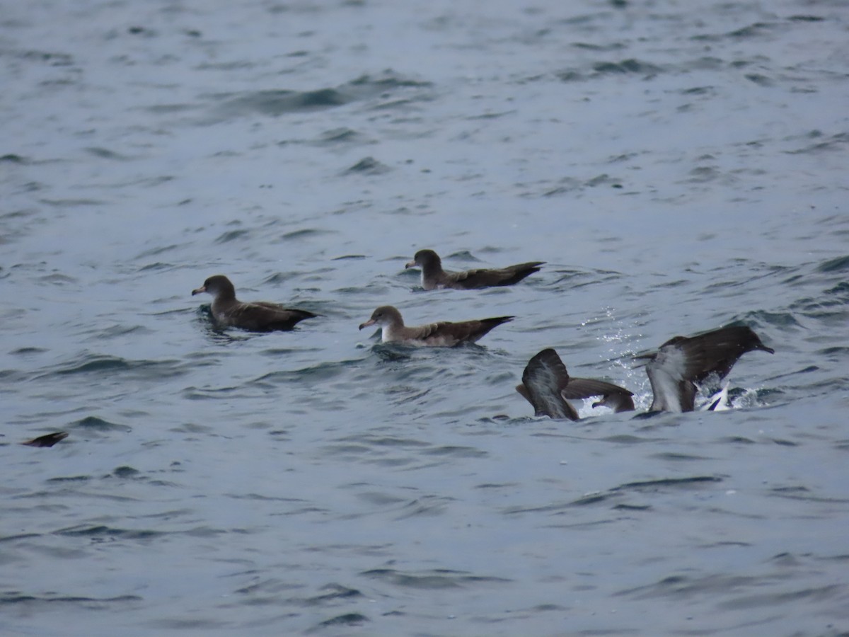 Pink-footed Shearwater - Suzanne Beauchesne