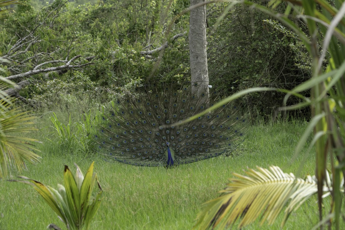 Indian Peafowl - ML624115148