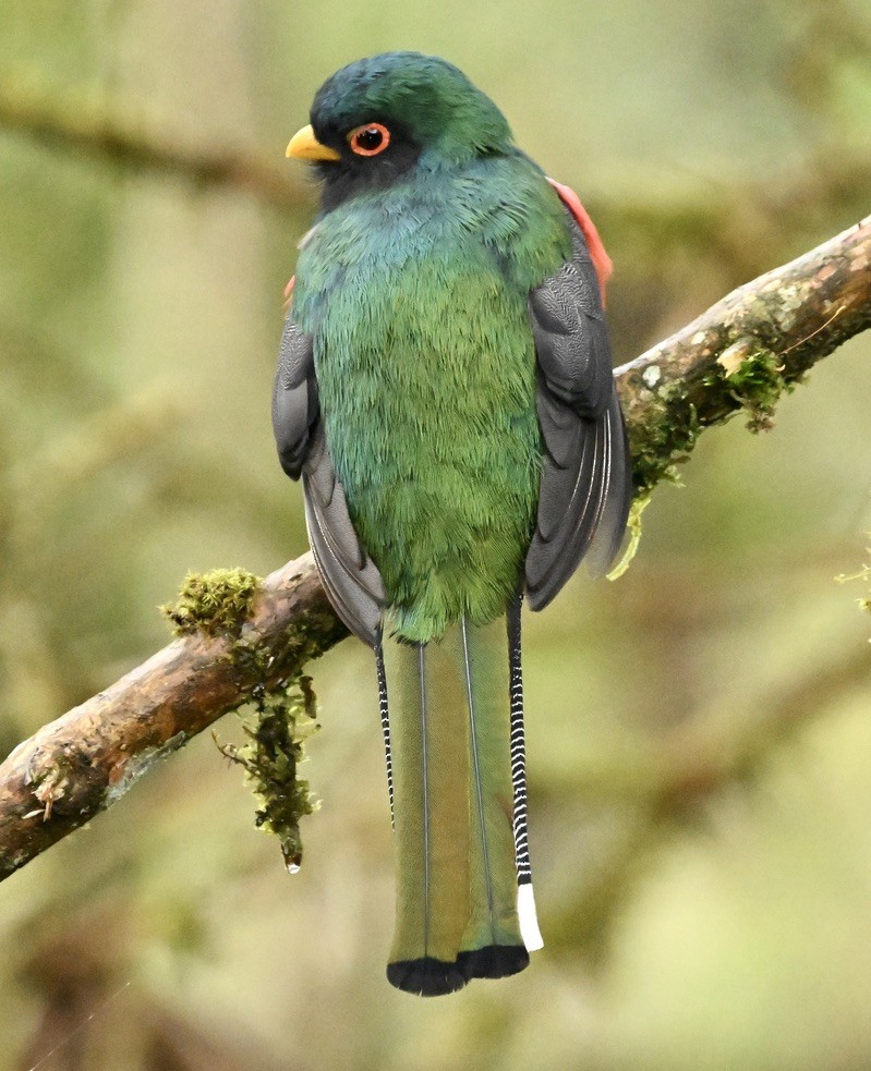 Trogon masqué - ML624115176