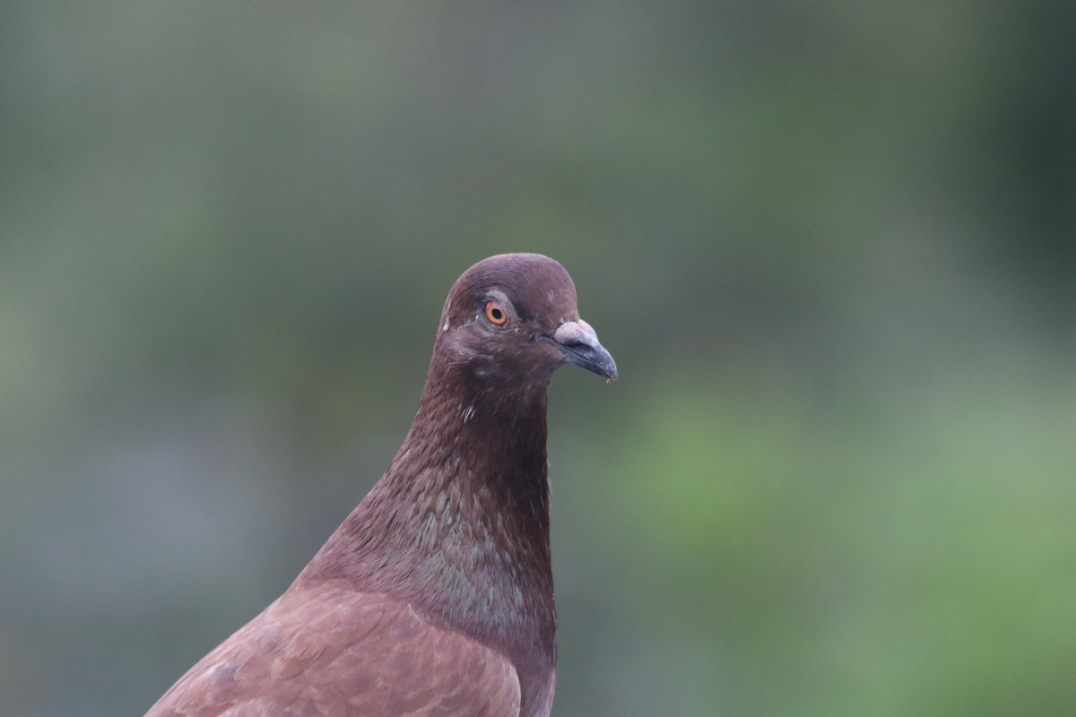 Rock Pigeon (Feral Pigeon) - ML624115193