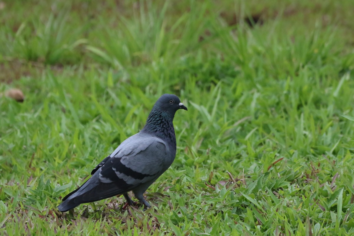 Rock Pigeon (Feral Pigeon) - ML624115195