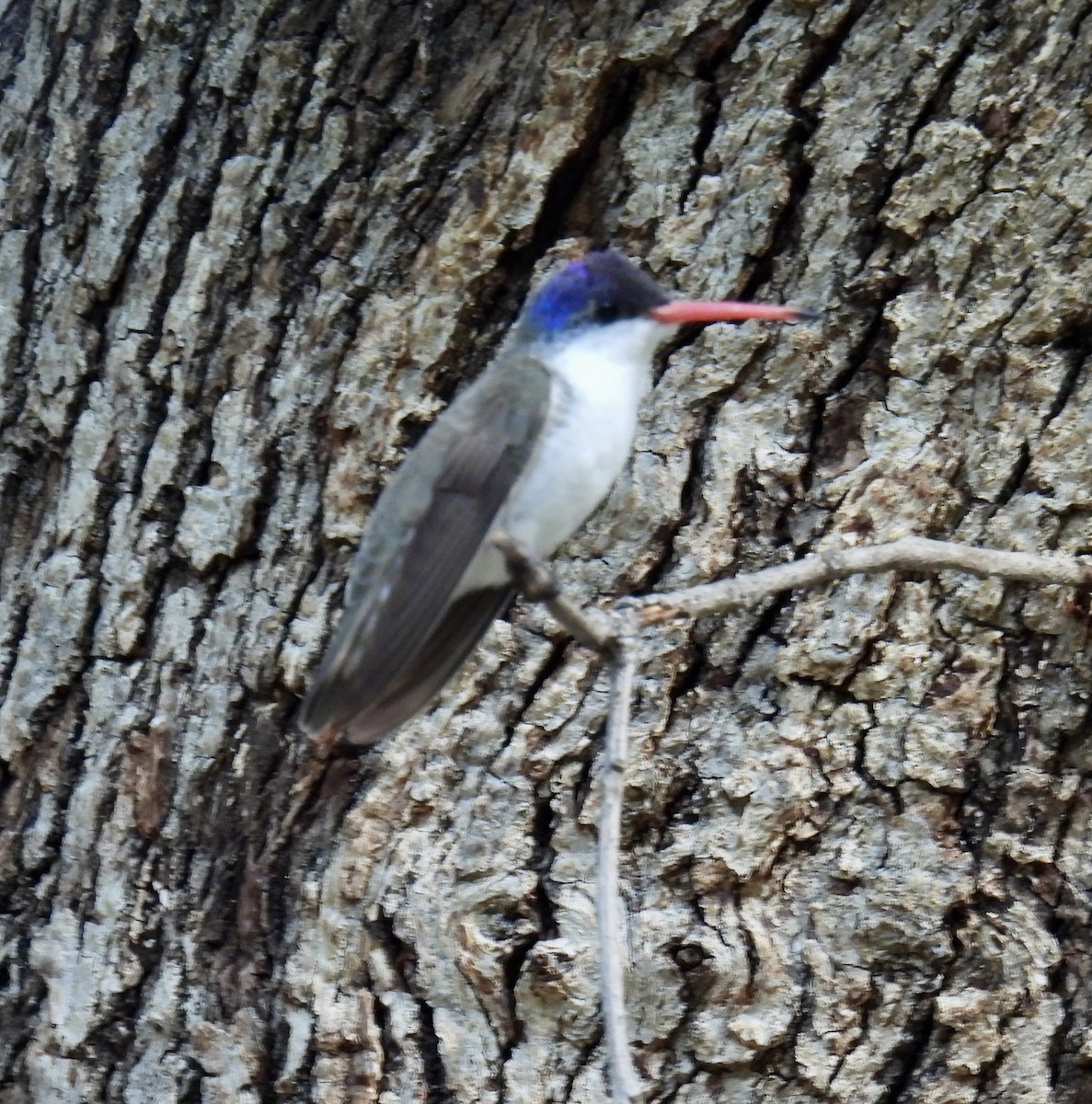Violet-crowned Hummingbird - ML624115197