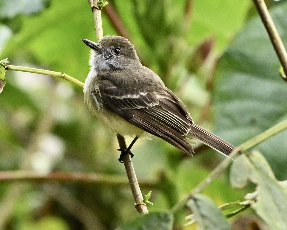 Pale-edged Flycatcher - ML624115198