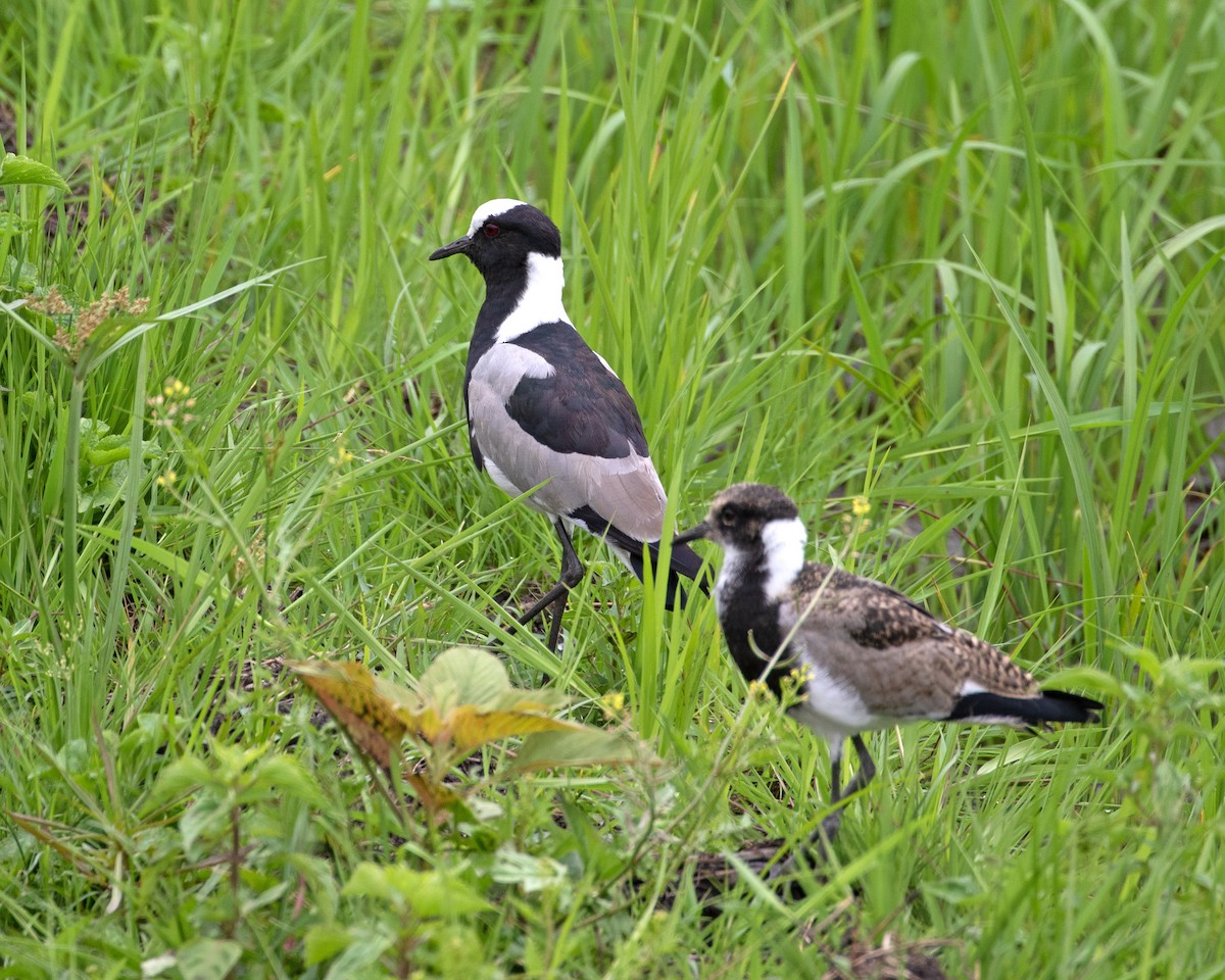 Blacksmith Lapwing - ML624115204