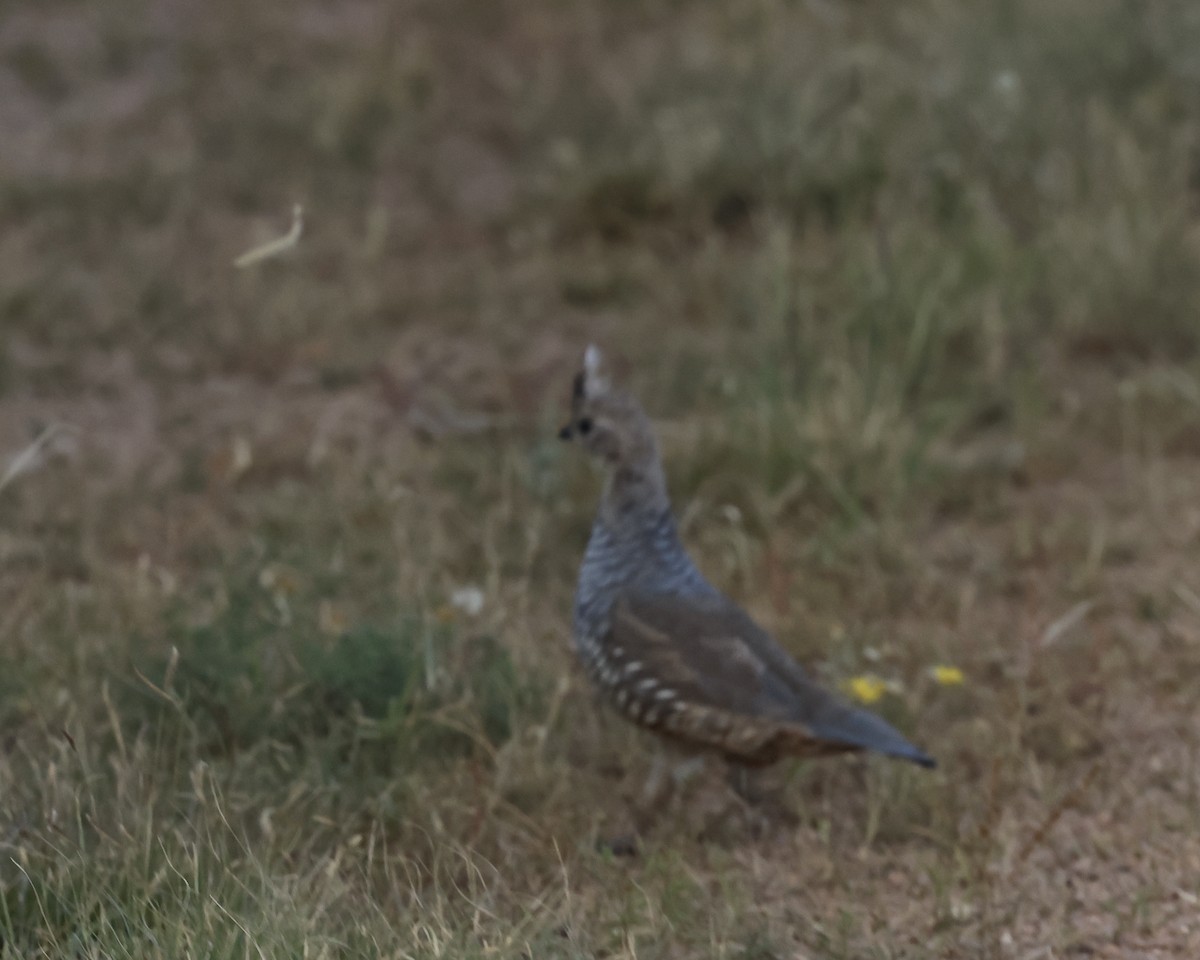 Scaled Quail - Doug Cooper