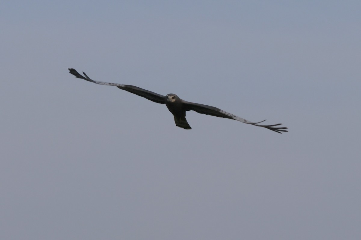 Long-winged Harrier - Gonzalo Galan