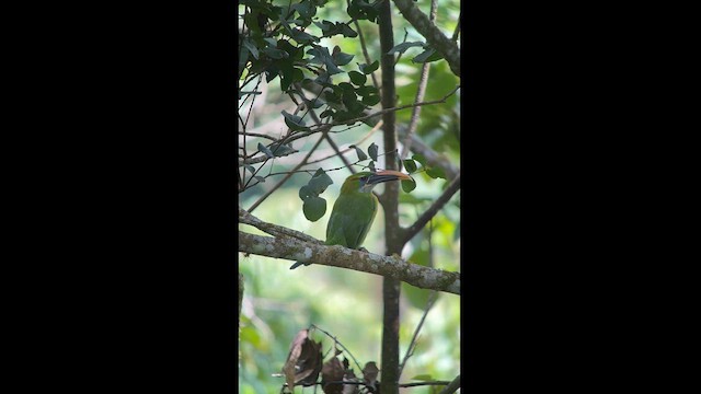 Groove-billed Toucanet - ML624115233
