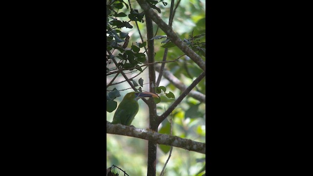 Toucanet à bec sillonné - ML624115234