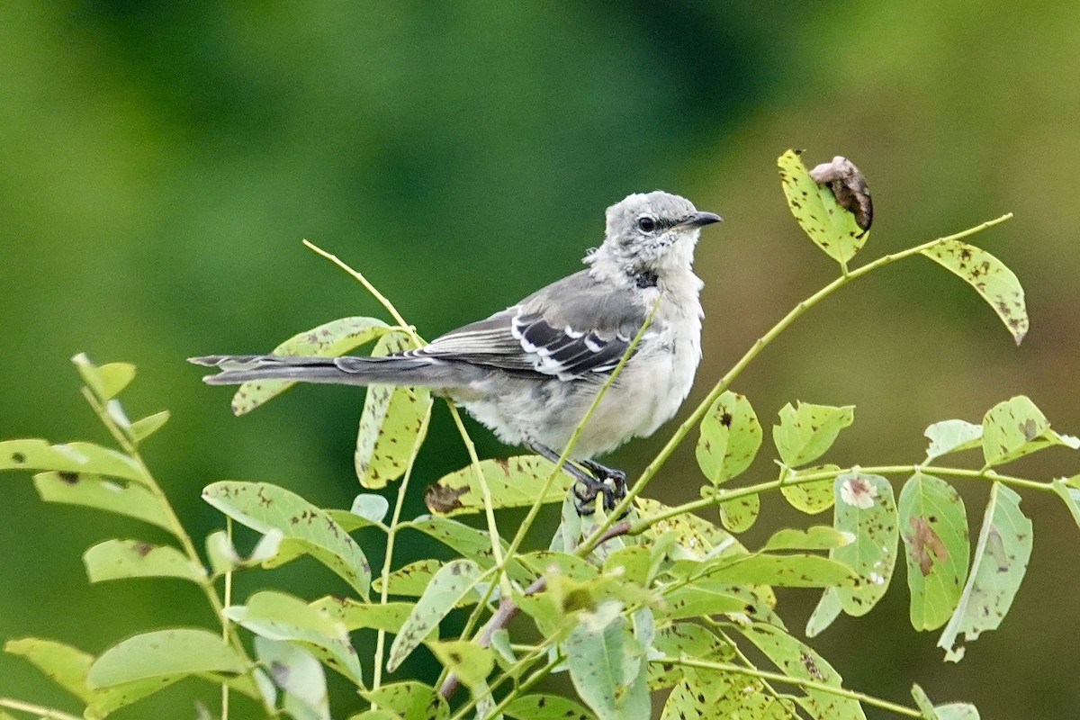 Northern Mockingbird - ML624115241