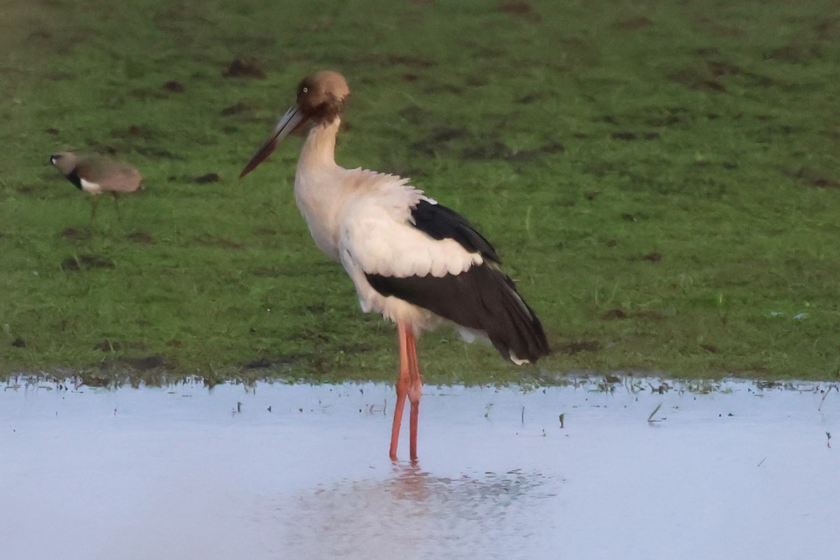 Maguari Stork - ML624115244