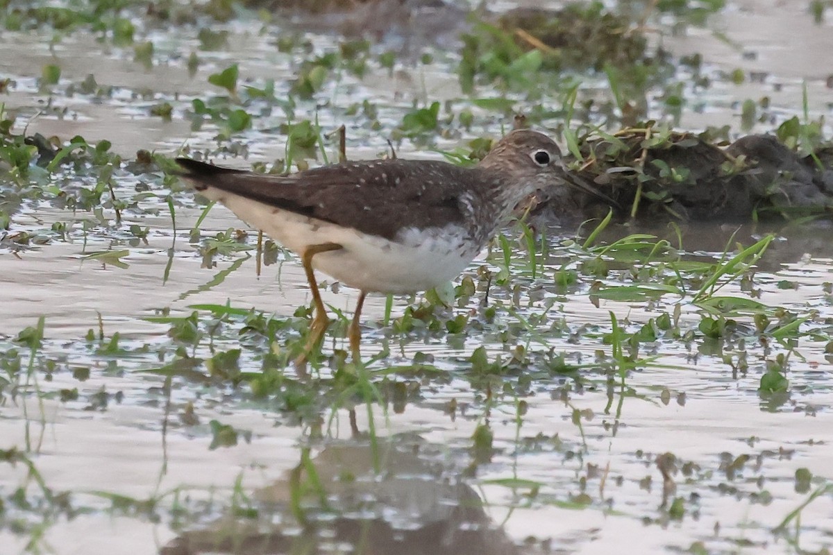 Solitary Sandpiper - ML624115255